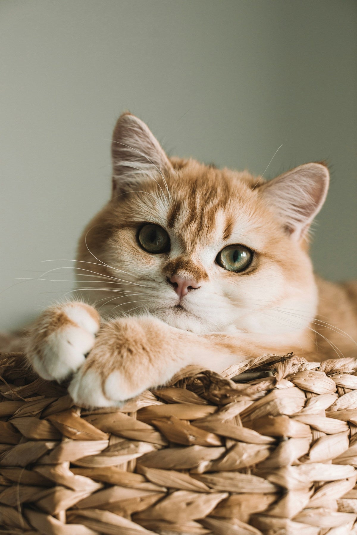 Cat Supplies