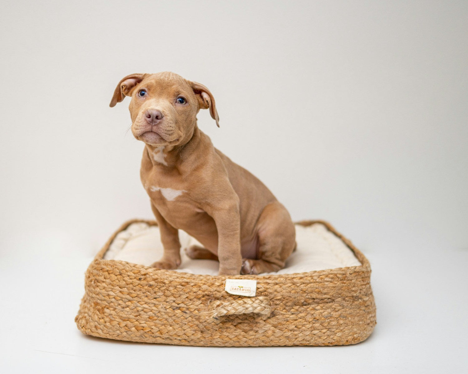 Pet Beds