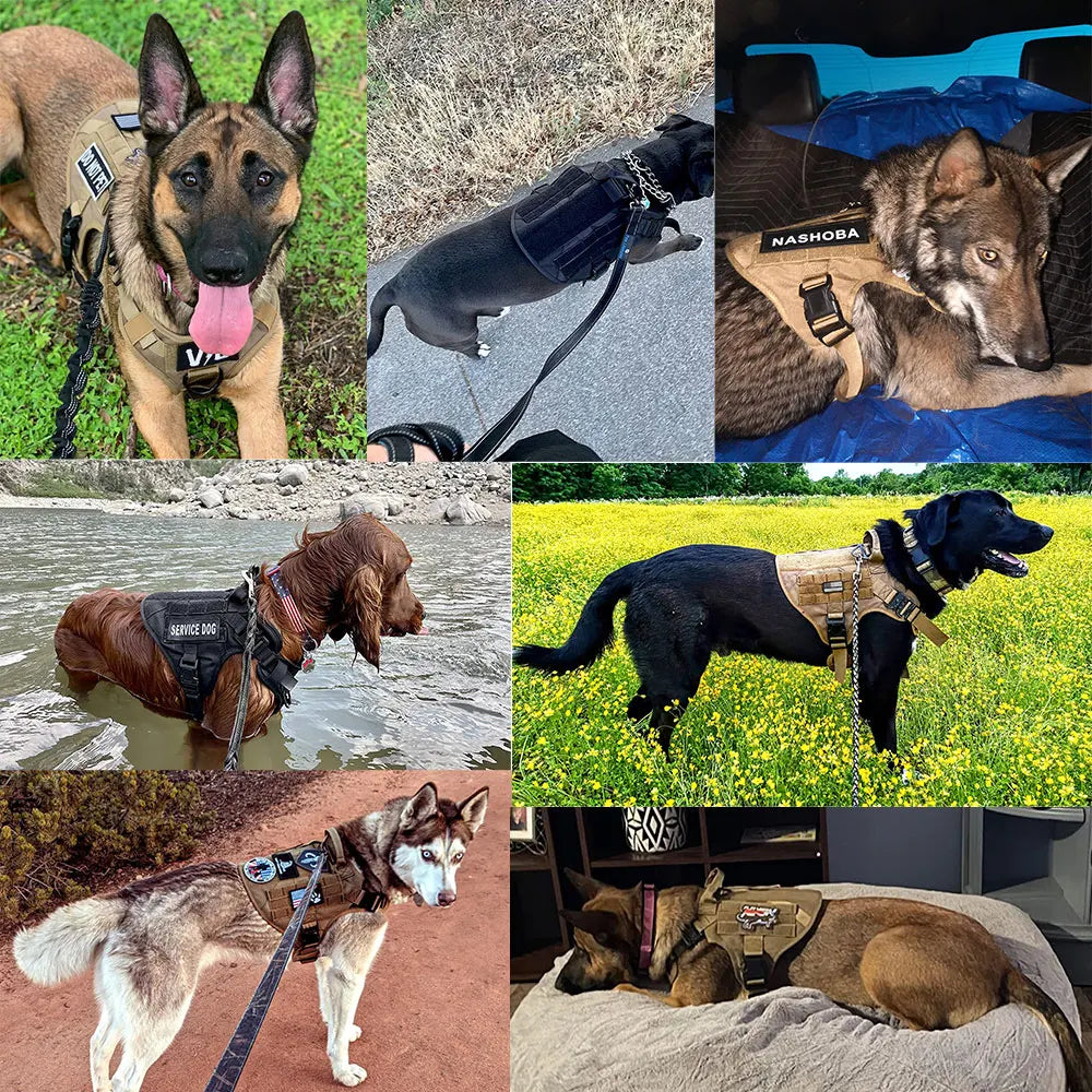 Nylon Padded Dog Harness and Leash Set with Quick Release
